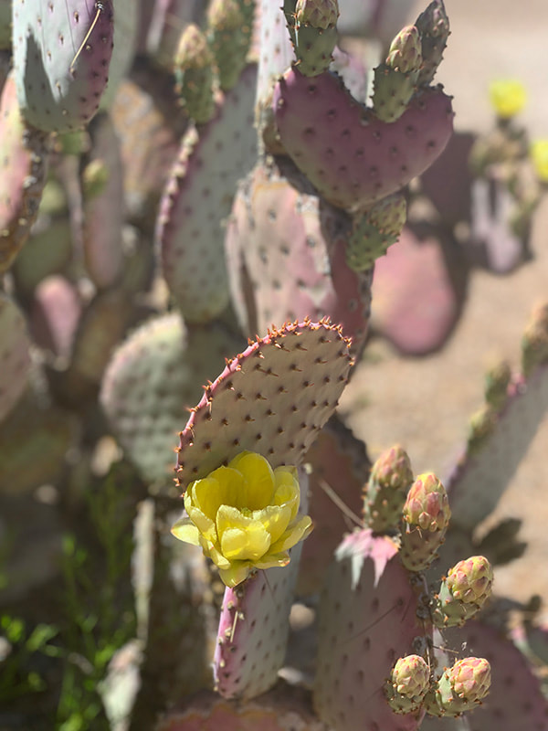 April Blooms in Arizona | Cactus Blooms at The Casitas at Smokey Springs Ranch