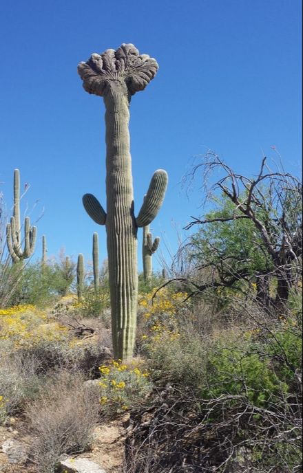 Rare Crested Saguaros Cactus on a trail found near The Casitas at Smokey Springs Ranch