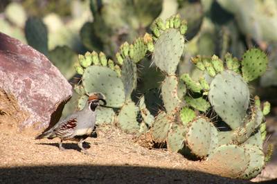 Bird in front of cactus at The Casitas at Smokey Springs Ranch