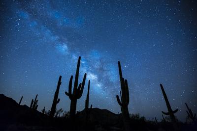 Desert Night with cacti silhouette