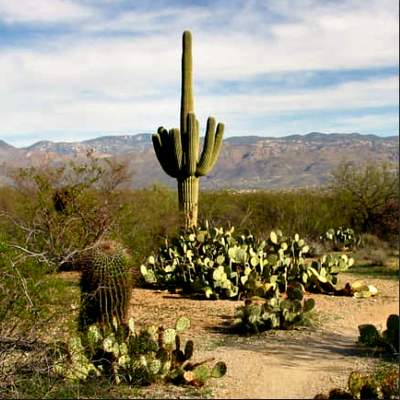 Saguaro Cactus, (Carnegiea gigantea) in The Sonoran Desert
